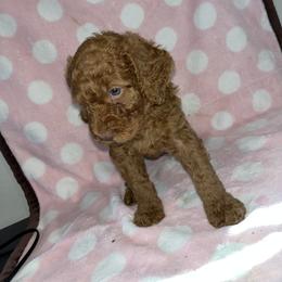 Yellow Boy - Red  Poodle puppy in Baton Rouge, Louisiana from Honeybun Poodles