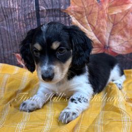 Blue - Black and cream male Dachshund puppy in Jonesboro, Illinois from Twin Hills Dachshunds