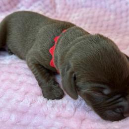 Boy 3 - male Labrador Retriever puppy in Gainesville, Georgia from Rucker Retrievers