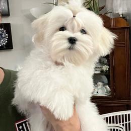 Puppy 1 - White male Maltese puppy in Clarksville, Tennessee from Iron Angel Maltese