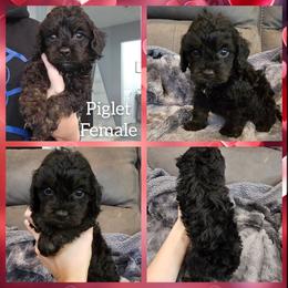 Piglet - Black and tan female Cockapoo puppy in Zanesville, Ohio from Oodles of Doodles & Poos
