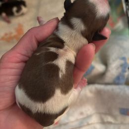 Boy 1 - Cream and white male Shih Tzu puppy in Manlius, New York from Dorothy Agrippino's Shih Tzus