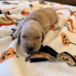 Blue Color Puppy - Golden male Golden Retriever puppy in Loma Rica, California from BloomingPuppies