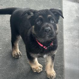 Girl 3 - Bi-color female German Shepherd puppy in Herkimer, New York from Render Kennels