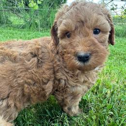Mel - (Caramel Swirl) - Red female Bordoodle puppy in Canfield, Ohio from Poo's Doo's & Inu's