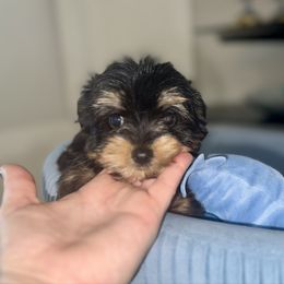 Mina - Black and gold female Yorkshire Terrier puppy in Cape Coral, Florida from Katherine’s Yorkies and Poodles