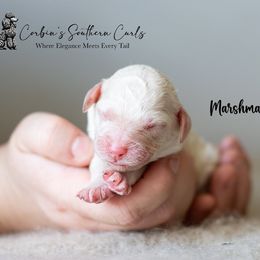 Goldendoodle and Poodle Puppies from Corbin’s Southern Curl’s