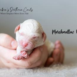 Goldendoodle and Poodle Puppies from Corbin’s Southern Curl’s