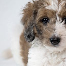 Schnoodles from Grand Lake Poodles & Doodles