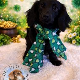 Rambo - Dachshund