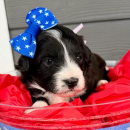 Purple collar toy - Black tri-color female Aussiedoodle puppy in 32046, Florida from River Hill Ranch
