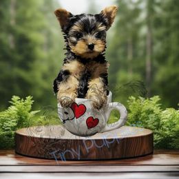 Shih Tzu and Yorkshire Terrier Puppies from Tiny Puppies World