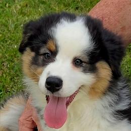 Oakley - Black tri-color female Australian Shepherd puppy in Red Oak, Texas from Wildwing Aussies