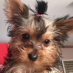 Yorkshire Terriers from Pitter Patter Parti Yorkies