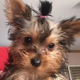 Yorkshire Terriers from Pitter Patter Parti Yorkies