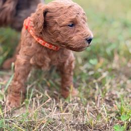 Orange Collar Male - Apricot male Goldendoodle puppy in Sheldon, Vermont from Ole Poor Farm