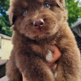 Ferrero - Red tri-color male Australian Shepherd puppy in Fultonville, New York from Sandy Aussies & Pomeranians