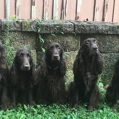 Field Spaniel All Grown Up from Catera Field Spaniels