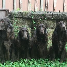 Field Spaniel All Grown Up from Catera Field Spaniels