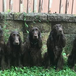 Field Spaniel All Grown Up from Catera Field Spaniels