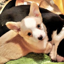 Skye - Cardigan Welsh Corgi