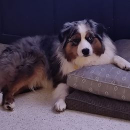 Kitty - Australian Shepherd