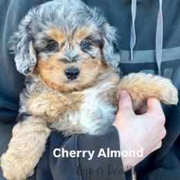 Cherry Almond - Blue merle female Bernedoodle puppy in Herriman, Utah from Gypsi Doodles & Poodles LLC.