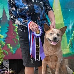 Lunker - Australian Cattle Dog