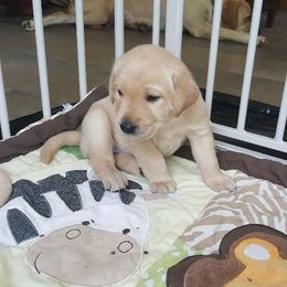 Labrador Retriever Puppies from Almost Like Home Services and Breeding