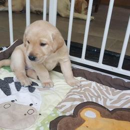 Labrador Retriever Puppies from Almost Like Home Services and Breeding