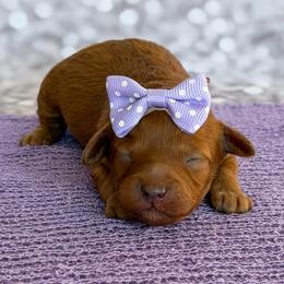 Maizie - Red  female Poodle puppy in Monroe, North Carolina from Toy Poodle Shenanigans