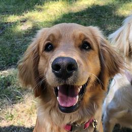 Companion Crosses from PNW Mini Golden Retrievers