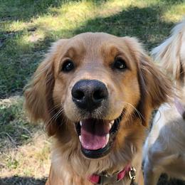 Companion Crosses from PNW Mini Golden Retrievers