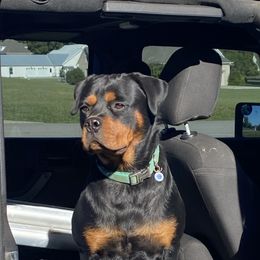 Rottweiler All Grown Up from Muletown Rotties