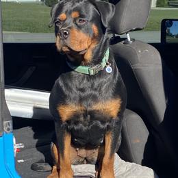 Rottweiler All Grown Up from Muletown Rotties