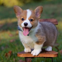 Theodore (Teddy) - Red male Pembroke Welsh Corgi puppy in Benton, Arkansas from High Cotton Corgis
