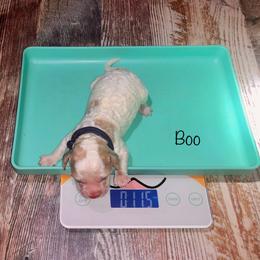 Boo - Red and white male Cockapoo puppy in Hermiston, Oregon from Columbia River Cockapoos