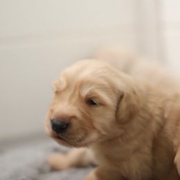 Second pick female - Golden female Golden Retriever puppy in Lemoore, California from UnrivaledGoldens