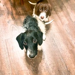Dachshund and German Shepherd Puppies from Mountain Valley Kennel