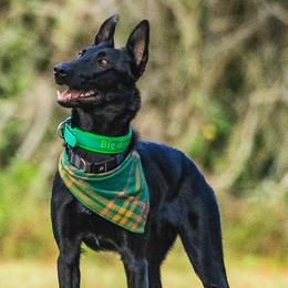 Venom - Belgian Malinois