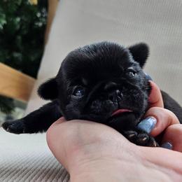 Black female - Black female Pug puppy in Jacksonville, North Carolina from Coliseum de Cassiope
