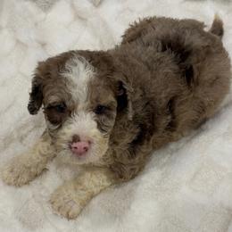 REESE - Merle female Goldendoodle puppy in Maricopa, Arizona from AZ Designer Goldendoodles