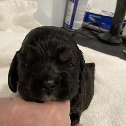 Boy 2 - Black and tan male Cocker Spaniel puppy in Rising Sun, Maryland from Palmtree Cockers
