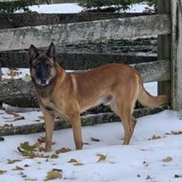 Luigi - Belgian Malinois