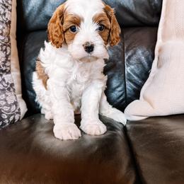 Cavapoo Puppies from Columbia Basin Puppies