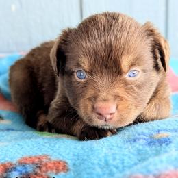 Hershey - Red tri female Toy Australian Shepherd puppy in Mountain Home, Idaho from LJK Boxers & Toy Aussies