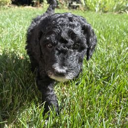 Luna - Black female Labradoodle puppy in Centennial, Colorado from Jazzy's Doodles