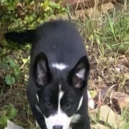 Border Collie Puppies from Rivendell Border Collies