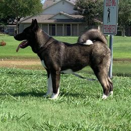 Major - Akita