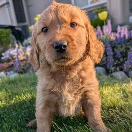 Cherry (Red Collar) - Dark golden Golden Retriever puppy in Buckley, Washington from Chrysus Spirit Goldens